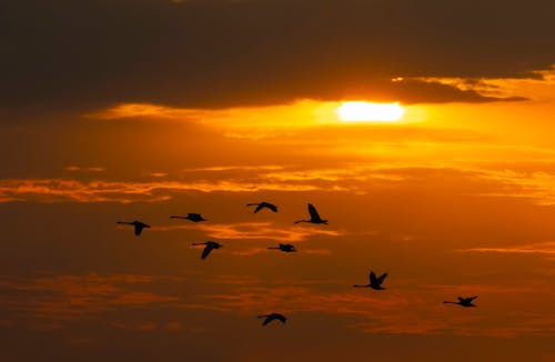 Birds Flying on Sky at Sunset