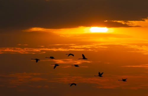 Gratis arkivbilde med bakgrunnsbilde, fly, flyfotografering