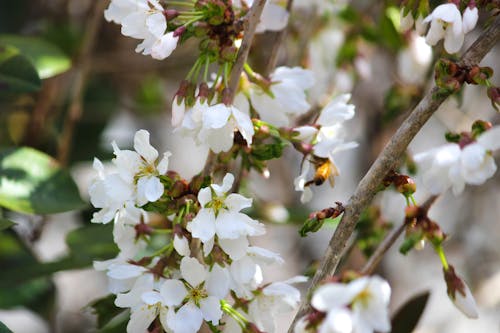 Бесплатное стоковое фото с Пчела, пыльца, цветущий куст