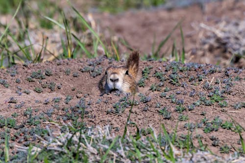 Fotos de stock gratuitas de al aire libre, America, animal