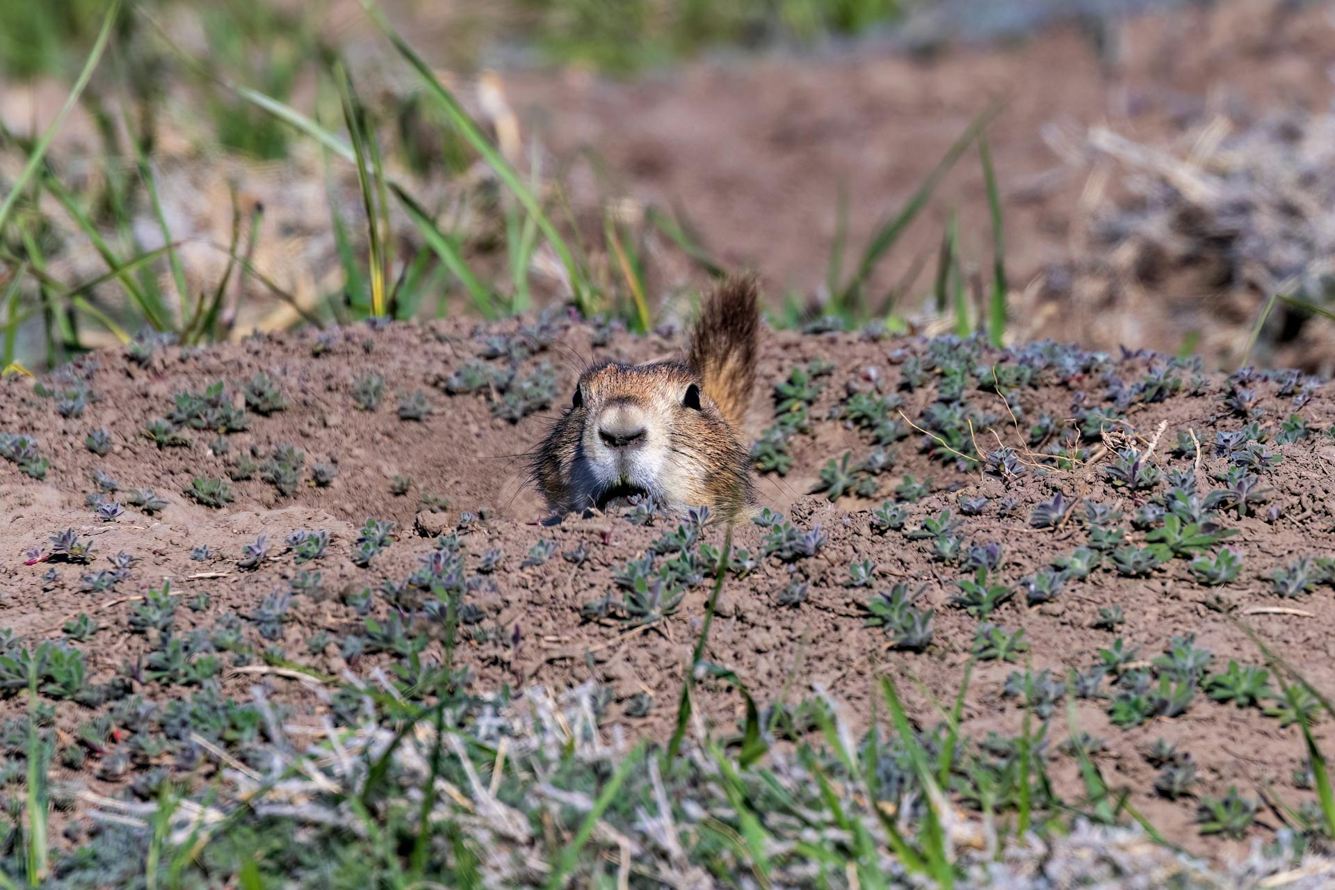 Black-tailed prairie dog (cynomys ludovicianus) in the Badlands National Park during spring.