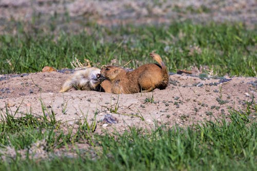 Black-tailed prairie dog (cynomys ludovicianus) in the Badlands National Park during spring.  