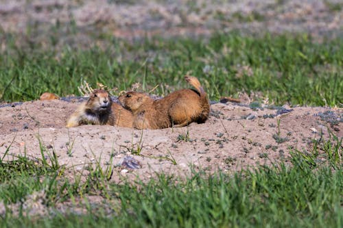 Black-tailed prairie dog (cynomys ludovicianus) in the Badlands National Park during spring.  