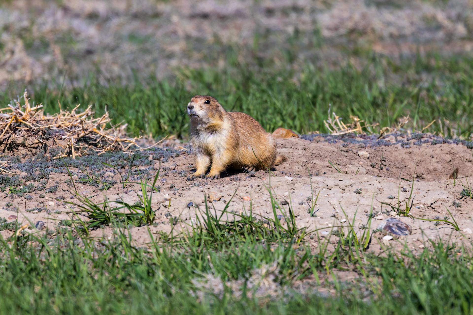 Black-tailed prairie dog (cynomys ludovicianus) in the Badlands National Park during spring.