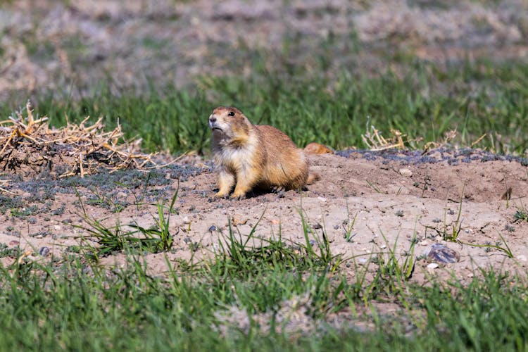 Black-tailed Prairie Dog (cynomys Ludovicianus) In The Badlands National Park During Spring.  