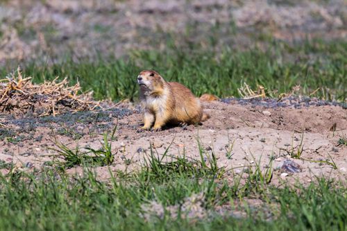 Free A black-tailed prairie dog (Cynomys ludovicianus) sitting in a grassy field. Stock Photo