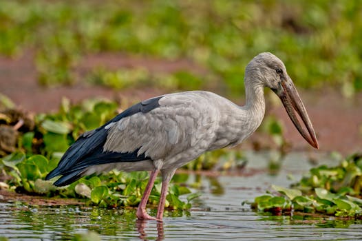 Photo by Dr. Gurudas Ray