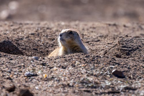 Black-tailed prairie dog (cynomys ludovicianus) in the Badlands National Park during spring.  