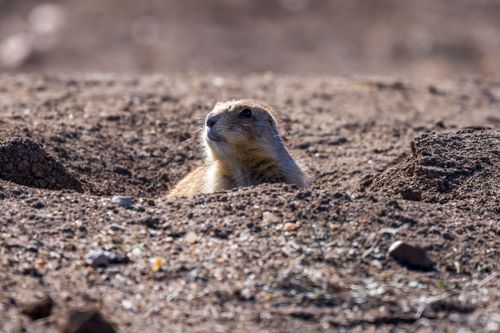 Free Close-up of a prairie dog peeking from its burrow in the wild. Stock Photo