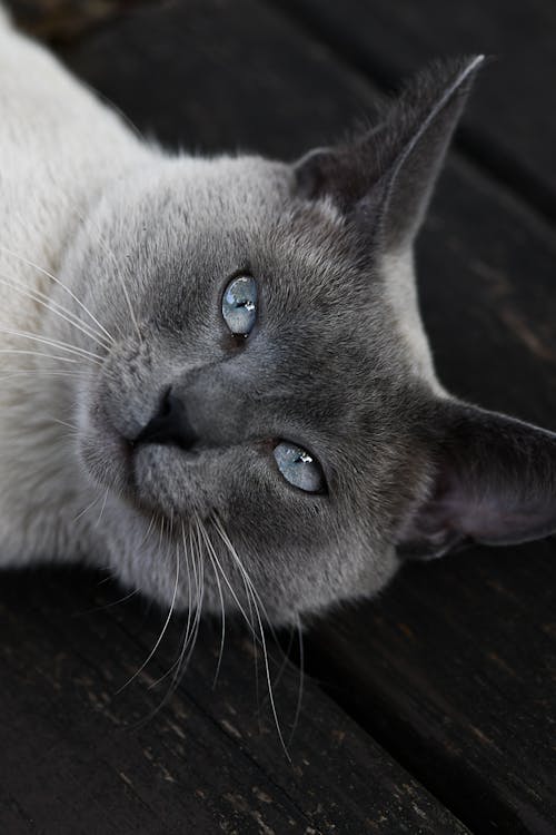 Kostenloses Stock Foto zu aufsicht, haustier, katze