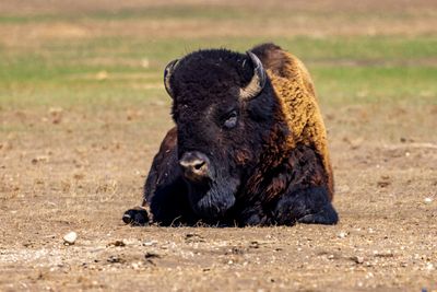 American Bison