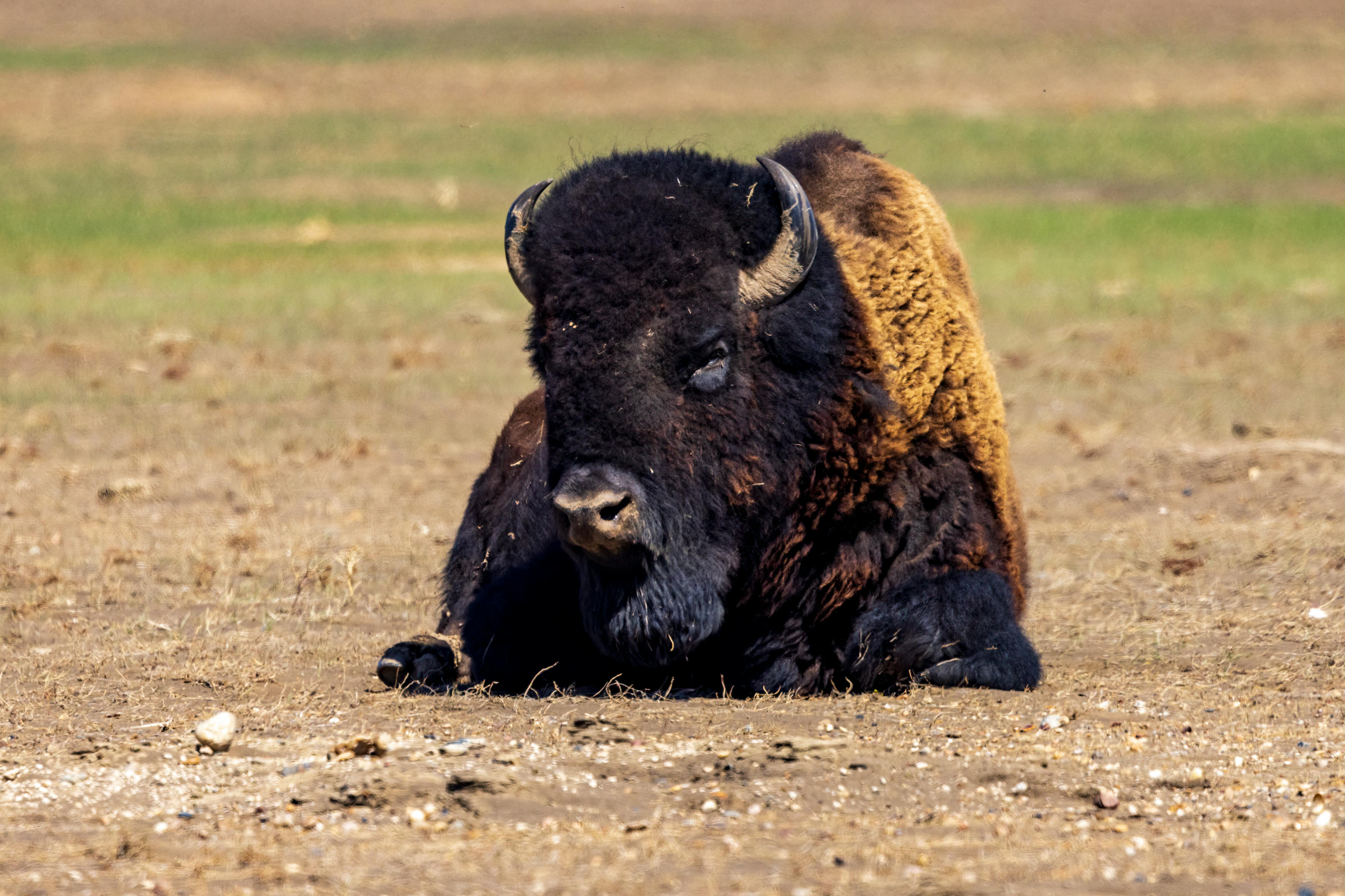 grátis Foto profissional grátis de ameaçado de extinção, América, América do Norte Foto profissional