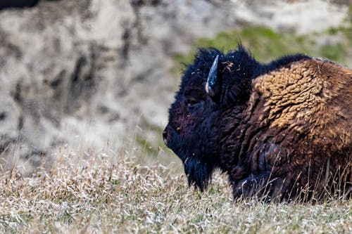 American Bison, also known as buffalo, in the Badlands National Park during spring.