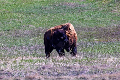 American Bison, also known as buffalo, in the Badlands National Park during spring.