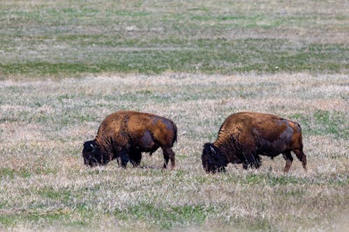 American Bison, also known as buffalo, in the Badlands National Park during spring.