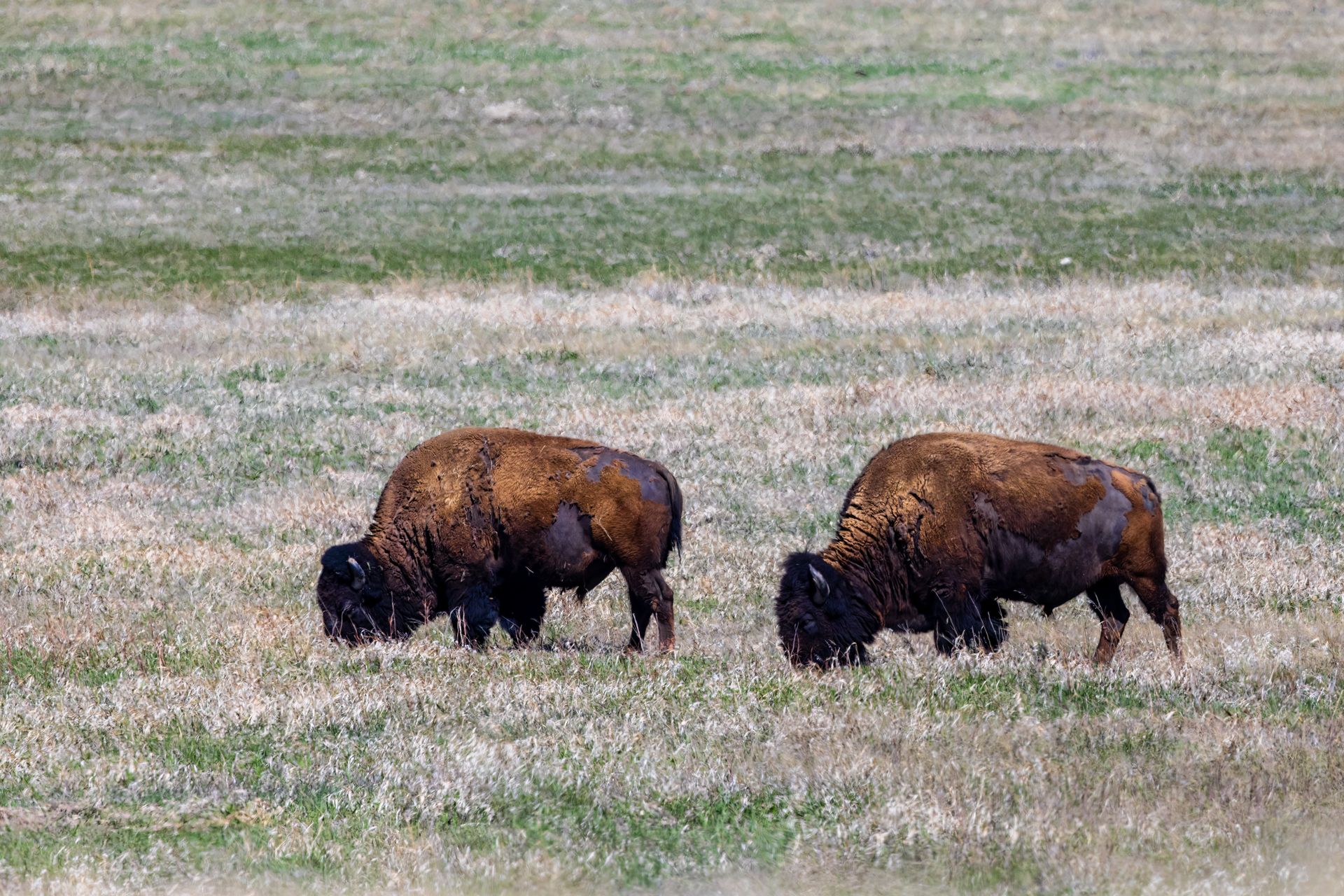 American Bison, also known as buffalo, in the Badlands National Park during spring.
