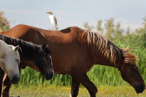 Imagine de stoc gratuită din cal, egretă, fotografie de animale