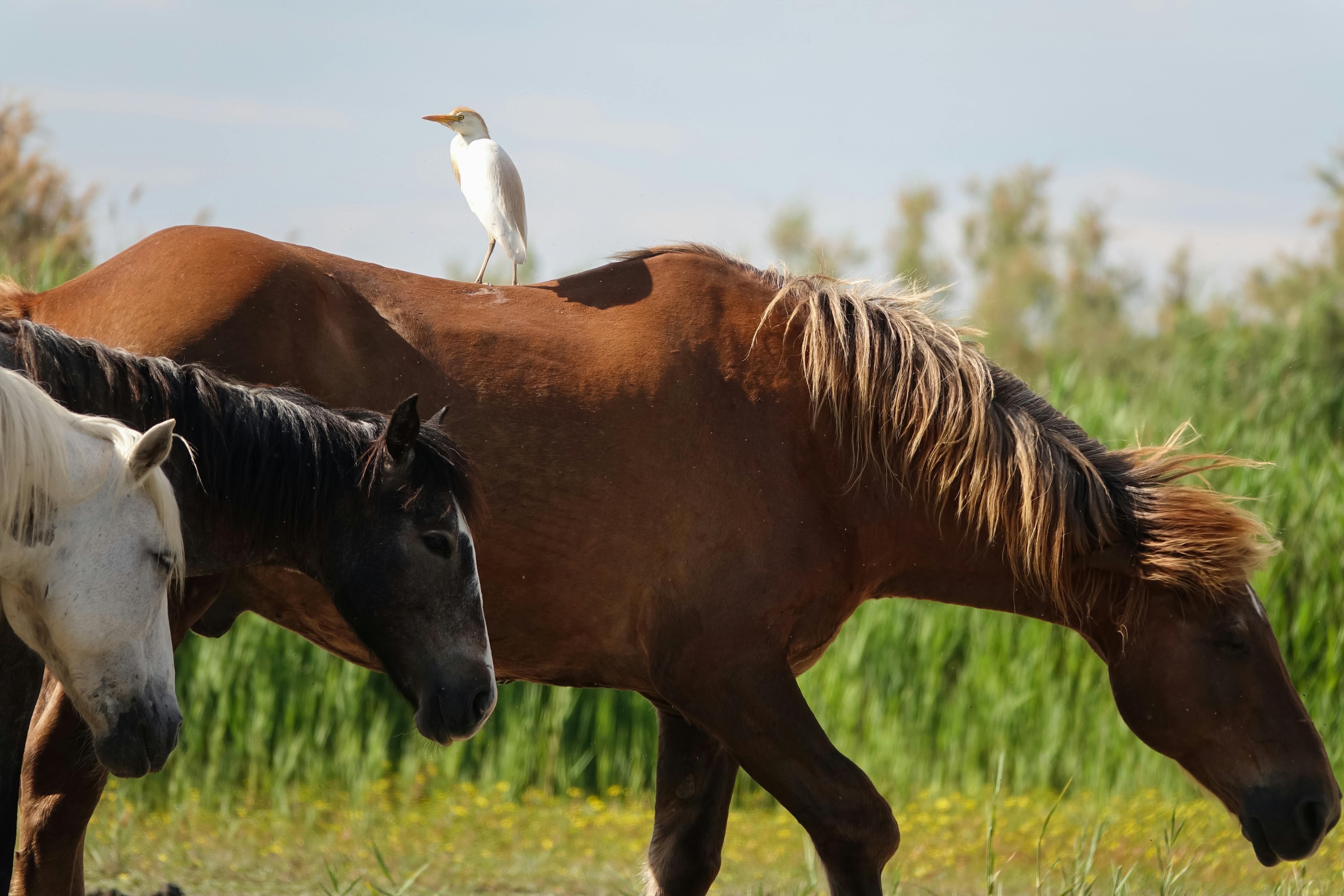 Bird on Horse · Free Stock Photo