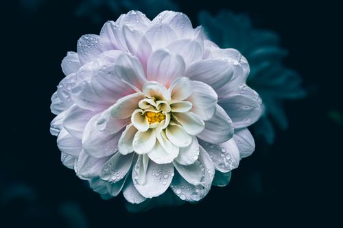 Free Elegant dahlia with water droplets against a dark background, showcasing natural beauty and delicate petals. Stock Photo