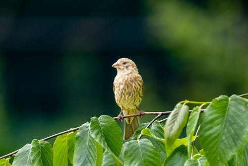 Small Sparrow in Nature