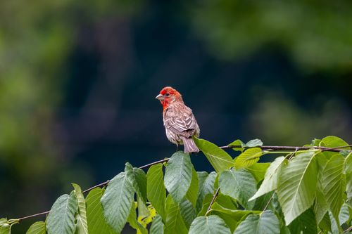 Free A bright red male house finch perched on green leaves in a natural setting, showcasing its vibrant colors. Stock Photo