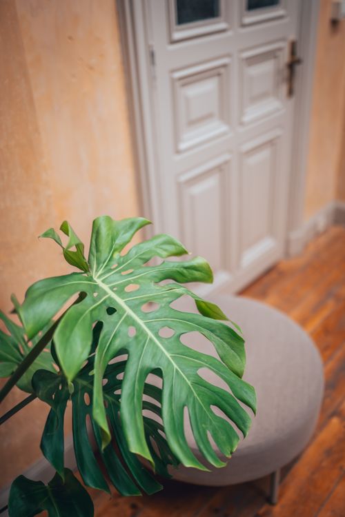Free Stylish indoor setting featuring a large monstera plant, wooden flooring, and a classic door. Stock Photo