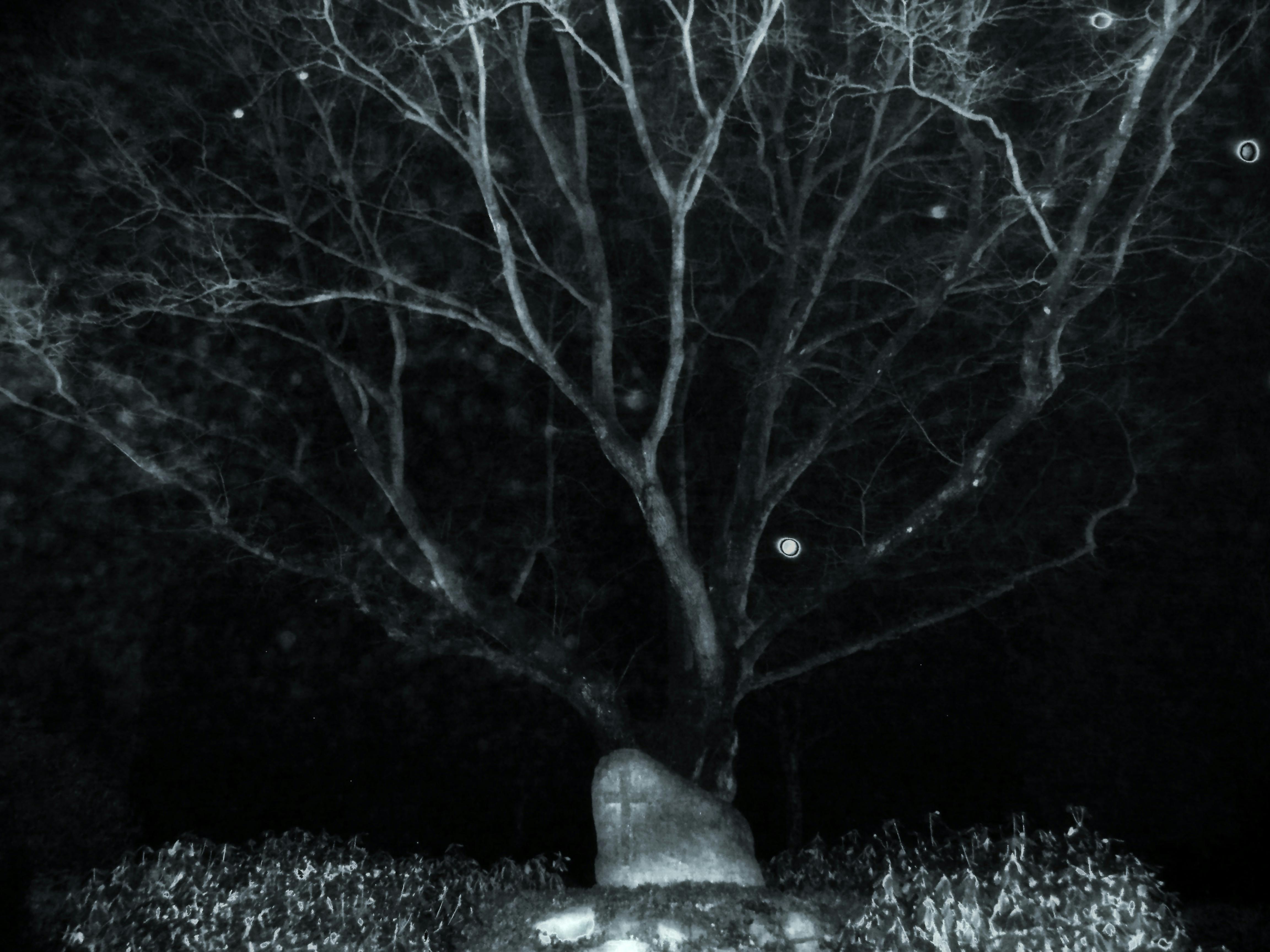Free stock photo of cemetery, creepy, midnight