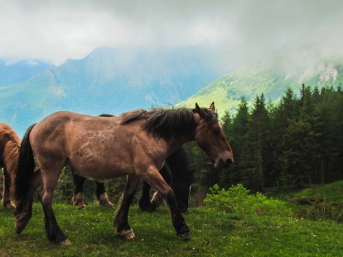 Foto profissional grátis de campina, cavalo, fotografia animal