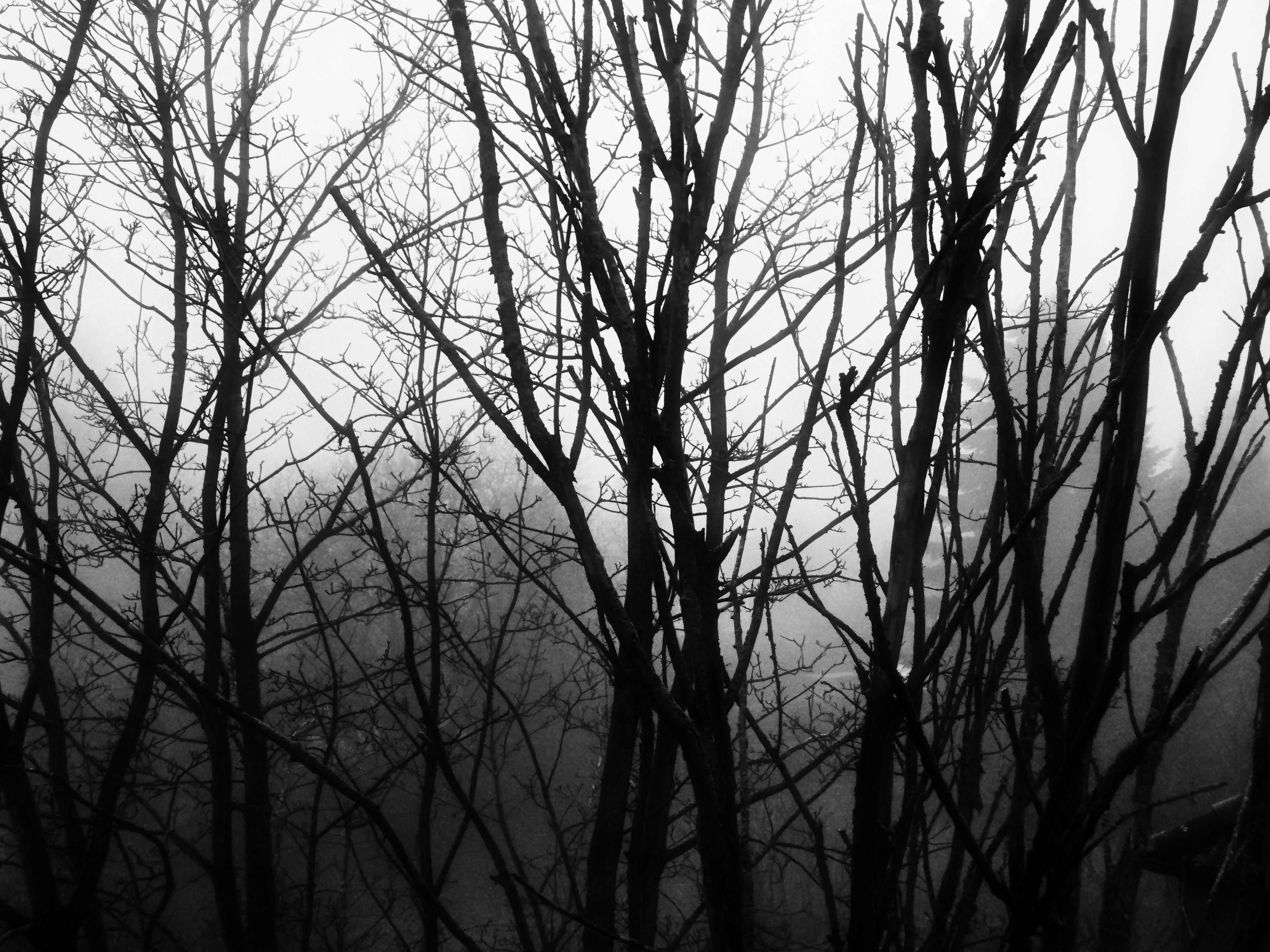 Free stock photo of black&white, creepy, fog