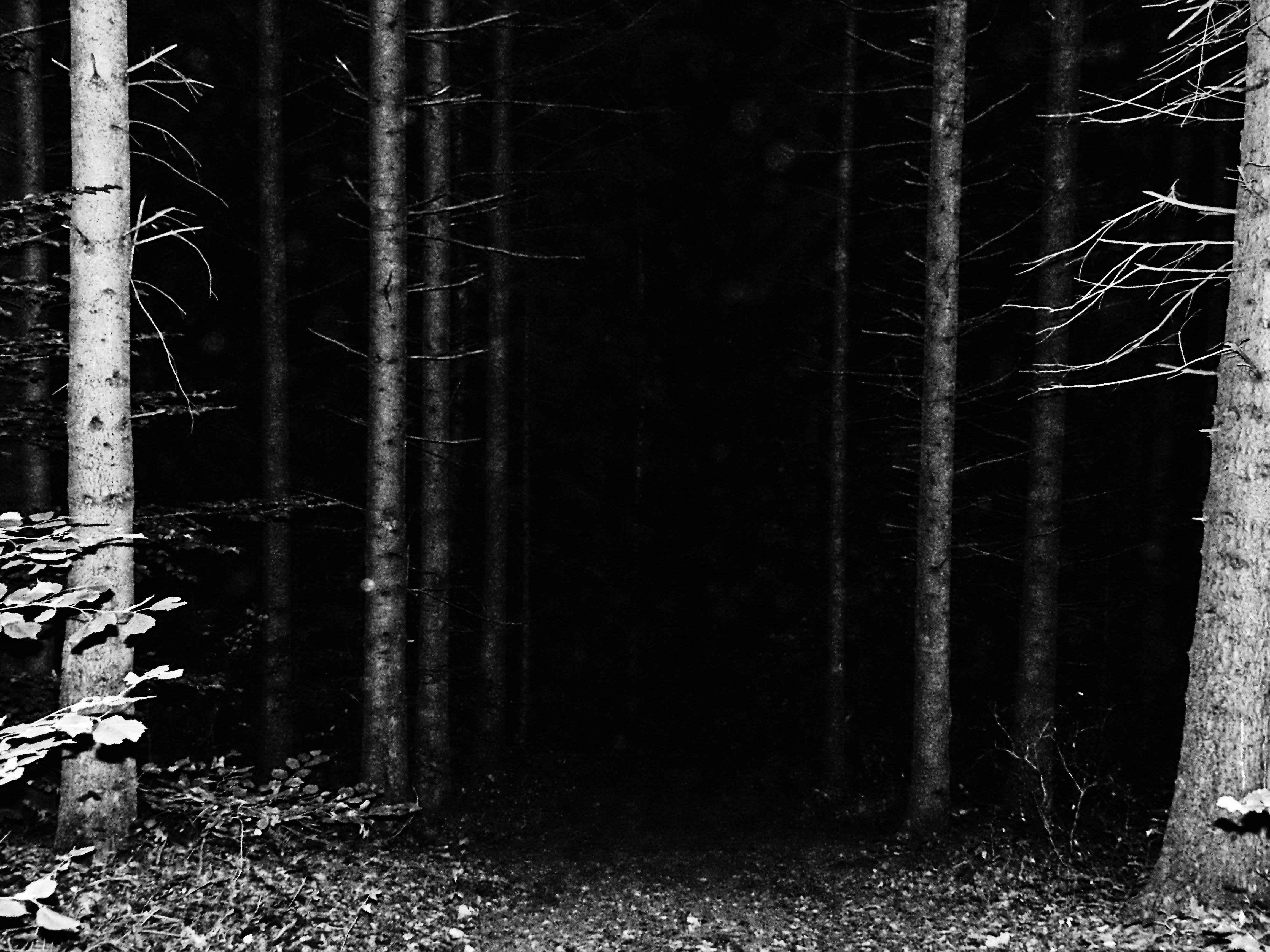 Free stock photo of black&white, creepy, forest