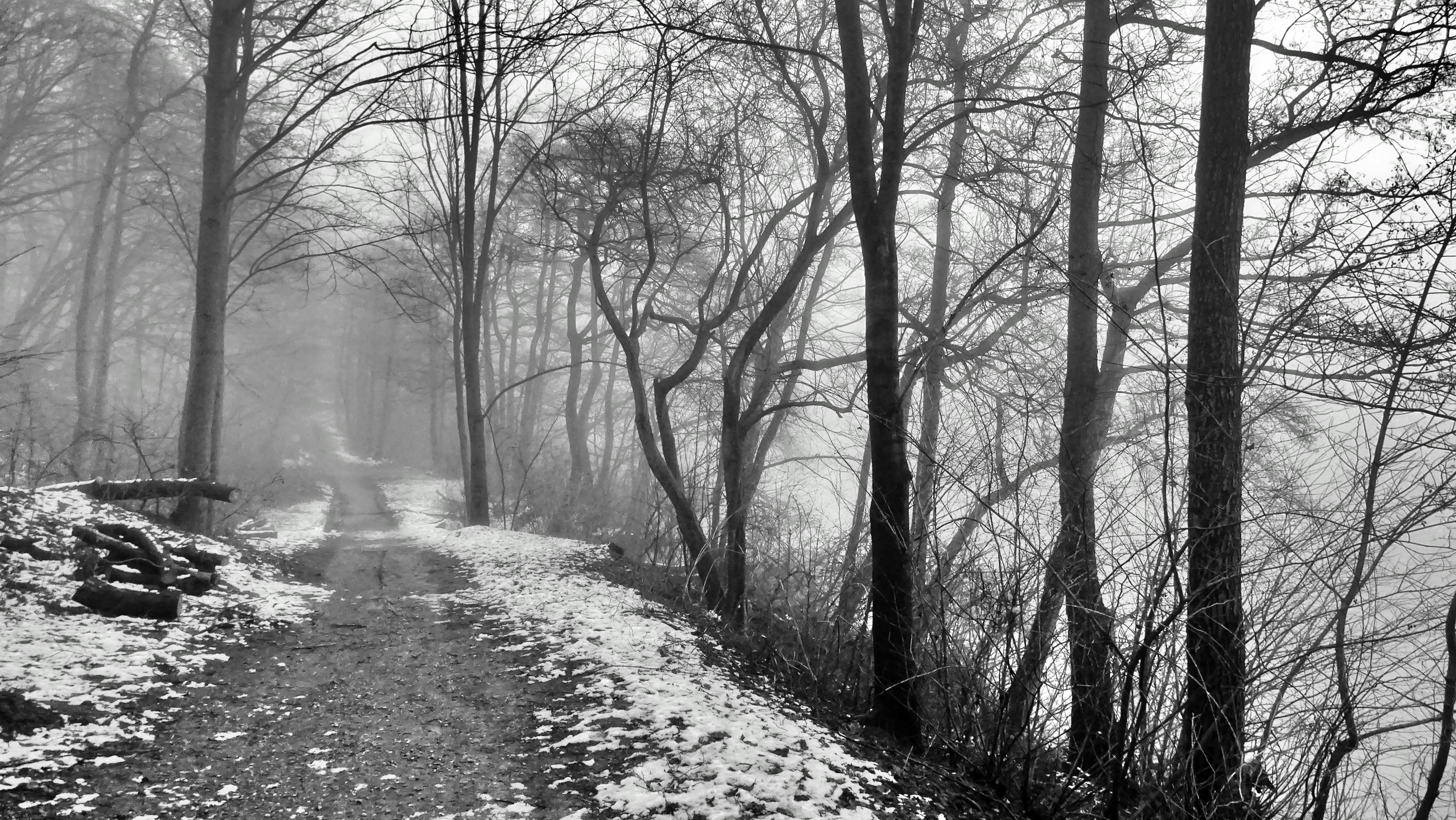 Free stock photo of black&white, creepy, fog