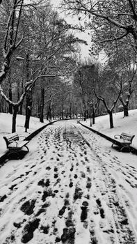 A serene snow-covered pathway with benches and trees in a Tehran park during winter.
