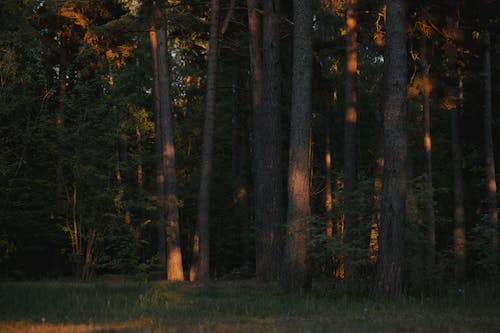 Foto profissional grátis de alvorecer, árvores, cênico