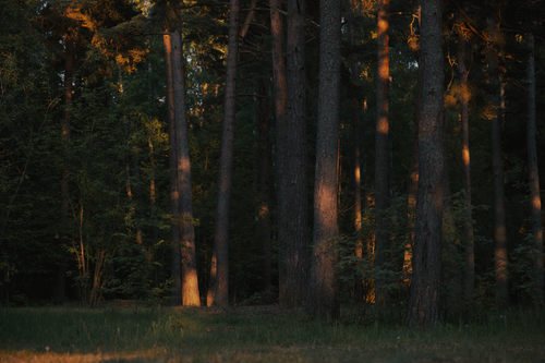 Free Enchanting forest scenery with warm sunlight filtering through tall trees. Stock Photo