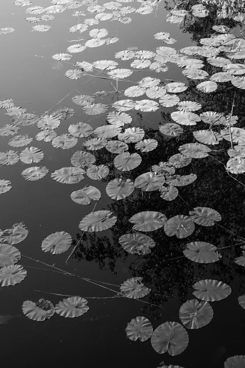 Darmowe zdjęcie z galerii z czarno-biały, lilie wodne, liście