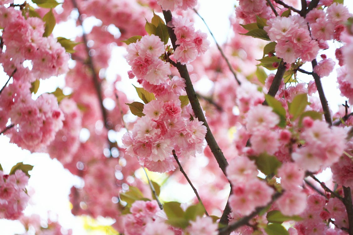 ağaç, bahar, bereket içeren Ücretsiz stok fotoğraf
