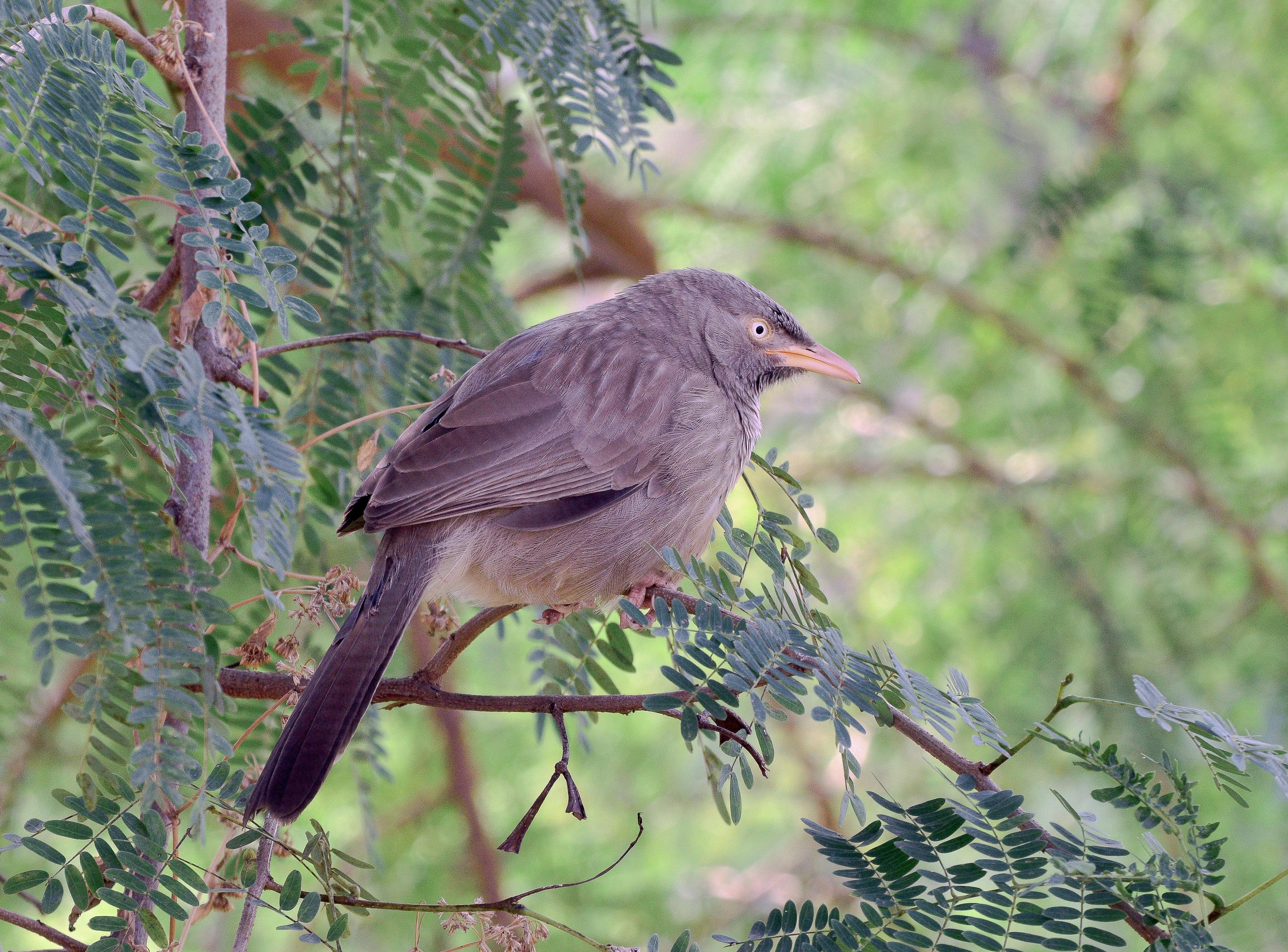 Free stock photo of beautiful, bird, jungle babbler