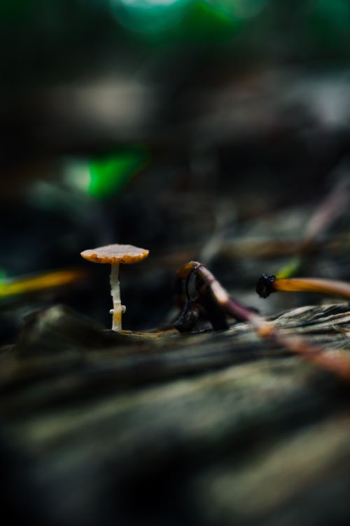 Free Detailed close-up of a tiny mushroom on the forest floor, showcasing natural beauty. Stock Photo