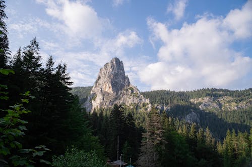 Δωρεάν στοκ φωτογραφιών με αειθαλής, δασικός, δέντρα