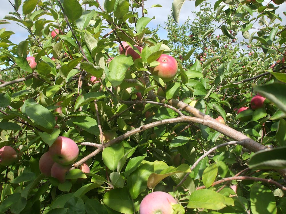 Free stock photo of apple orchard, apple picking, apple tree Stock Photo
