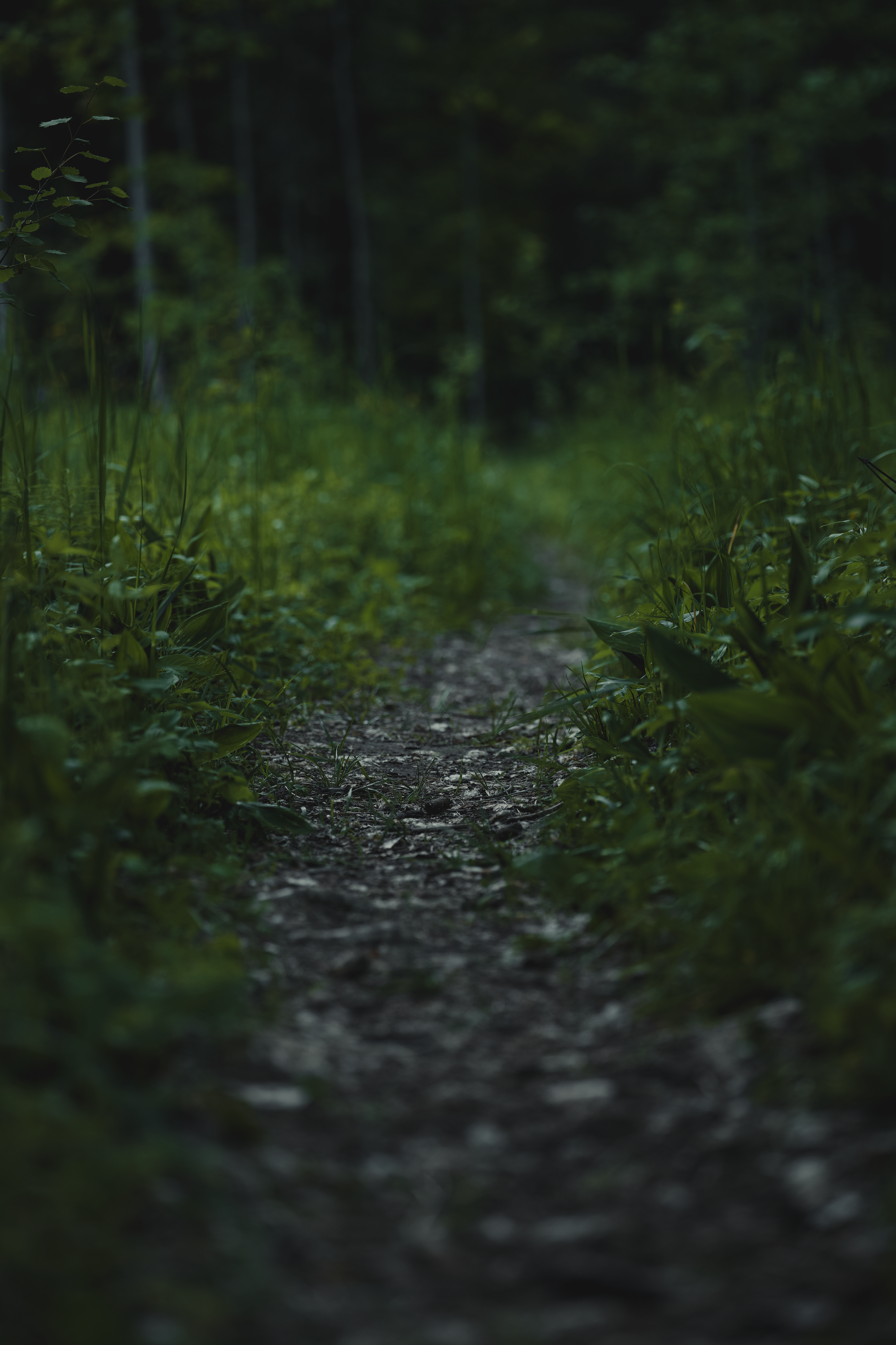 A tranquil narrow path winds through dense green forest foliage in summer.
