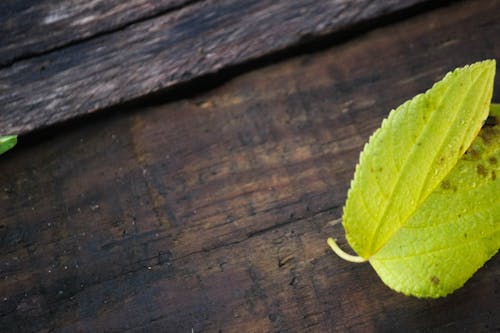 Fotos de stock gratuitas de hoja verde sobre fondo de madera, verde brillante