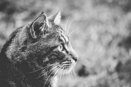 单色照片中，一只虎斑猫的宁静轮廓格外突出