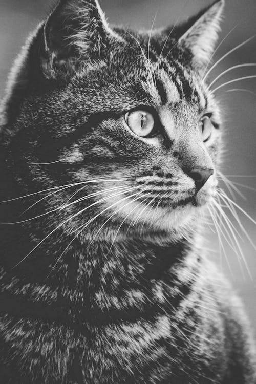 免费 虎斑猫的灰度摄影 素材图片
