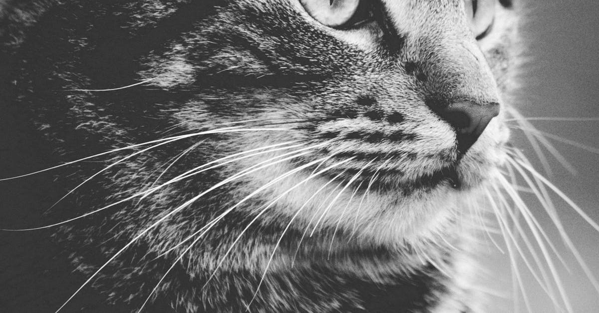 Greyscale Photography of Tabby Cat