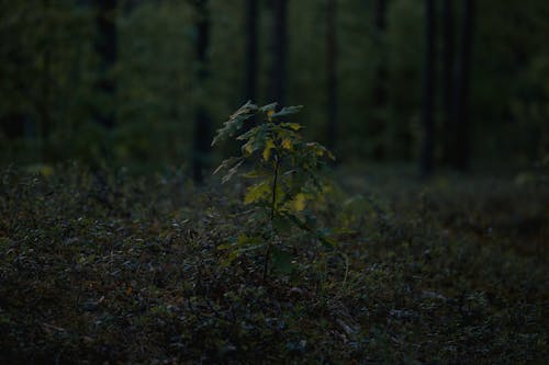 Clsoe-up of a Young Oak Tree in a Forest 