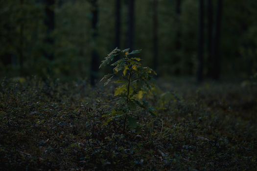 Reforestation