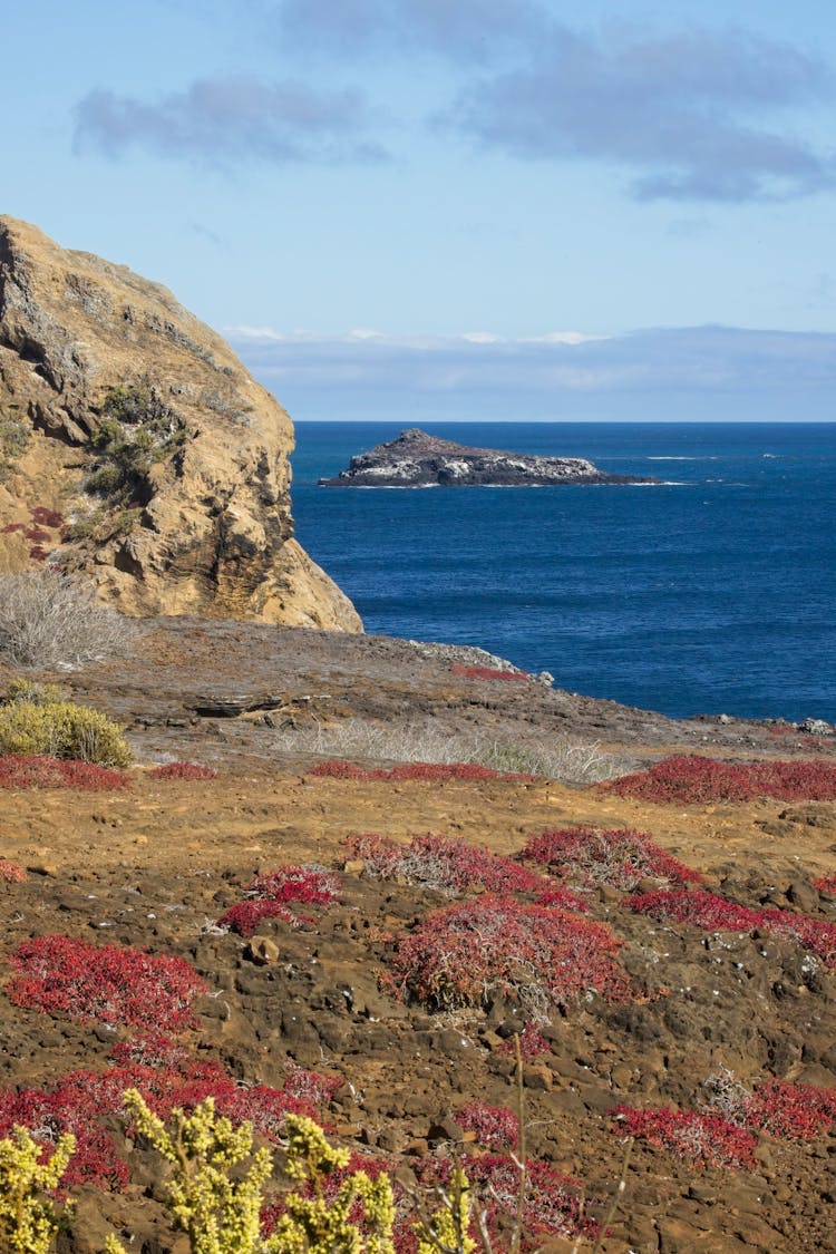 Plants And Rock On Sea Shore