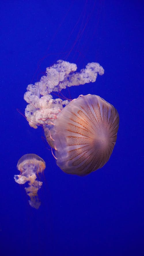 Close-up of Jellyfish Underwater 