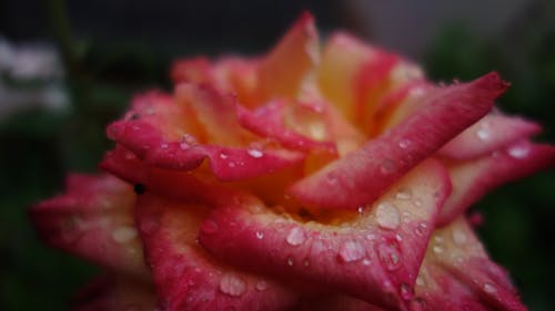 Free stock photo of macro, rose, waterdrops